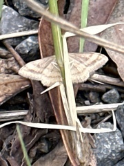 Scopula rubraria