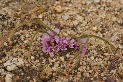 Allium aaseae × simillimum
