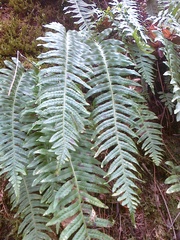Polypodium interjectum