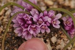 Allium aaseae × simillimum
