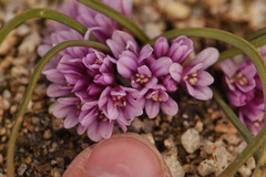 Allium aaseae × simillimum