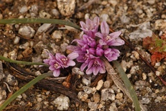 Allium aaseae × simillimum