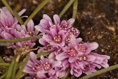 Allium aaseae × simillimum