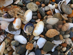 Coelotrochus tiaratus