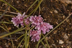 Allium aaseae × simillimum