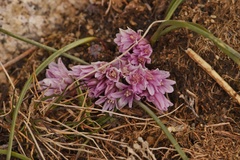 Allium aaseae × simillimum