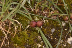 Allium aaseae × simillimum