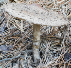 Agaricales