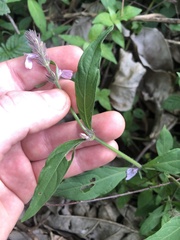 Acanthoideae
