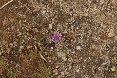 Allium aaseae × simillimum