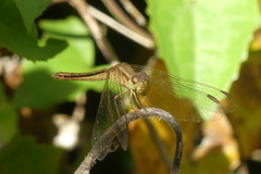 Neurothemis intermedia