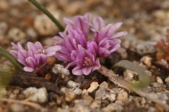Allium aaseae × simillimum