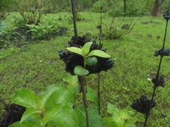 Neuracanthus sphaerostachyus