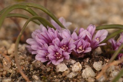 Allium aaseae × simillimum
