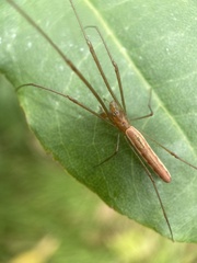 Tetragnathidae