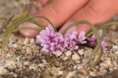 Allium aaseae × simillimum
