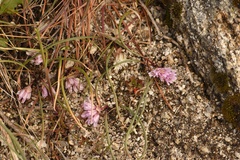 Allium aaseae × simillimum