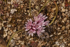 Allium aaseae × simillimum