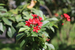 Jatropha integerrima