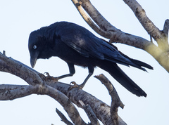 Corvus bennetti