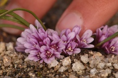 Allium aaseae × simillimum