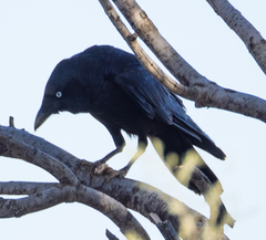 Corvus bennetti