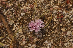 Allium aaseae × simillimum