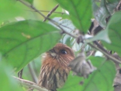 Malacoptila panamensis