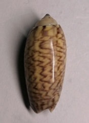 Oliva mustelina
