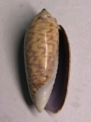 Oliva mustelina