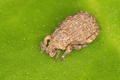 Curculionidae