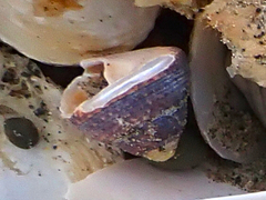 Coelotrochus tiaratus