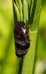 Membracoidea