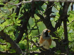 Saltatricula multicolor