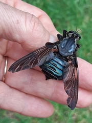 Blepharotes splendidissimus