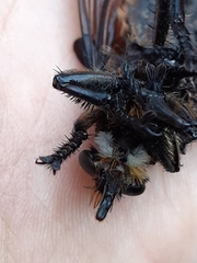 Blepharotes splendidissimus