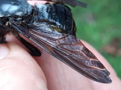 Blepharotes splendidissimus