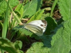 Pieris napi