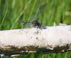 Leucorrhinia intermedia