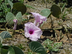 Ipomoea hieronymi