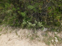 Pseudabutilon virgatum