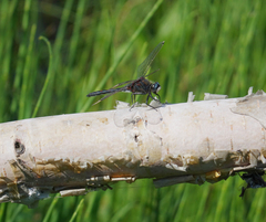 Leucorrhinia intermedia
