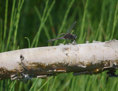 Leucorrhinia intermedia