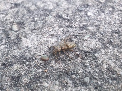 Hexatricha pulverulenta