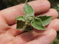 Pseudabutilon virgatum