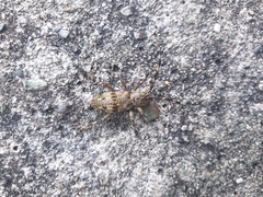 Hexatricha pulverulenta