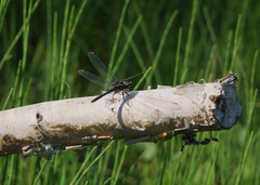 Leucorrhinia intermedia