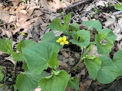 Viola pubescens