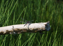 Leucorrhinia intermedia