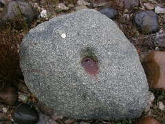 Haematococcus lacustris